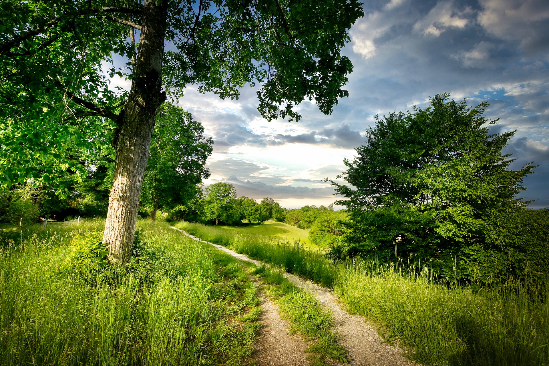 Weg durch Wiesen, Bäume